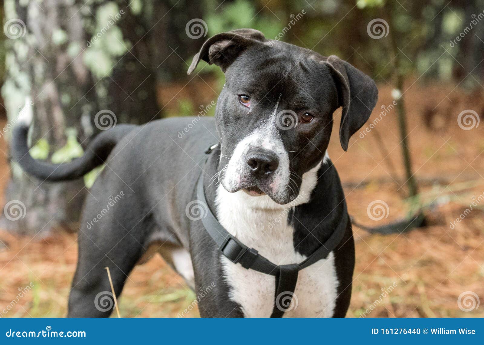 Mastiff Bulldog Pitbull, Mâle Noir Et Blanc Non Castré, Mélangez 