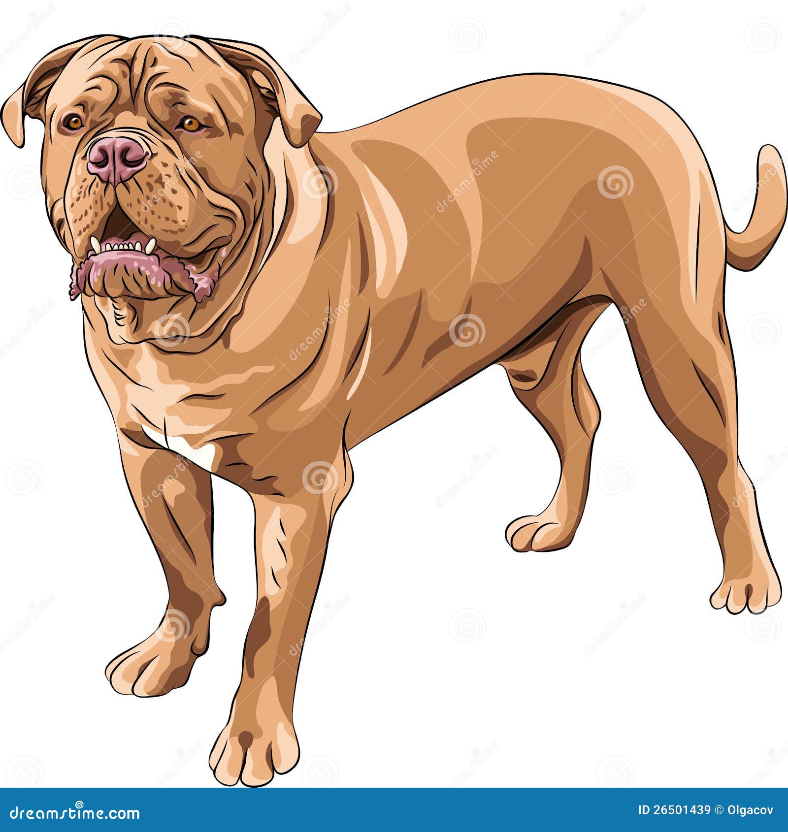 Bulldog Francese Di Razza Ritratto Di Buldog Francese Fotografia Stock - Foto 6