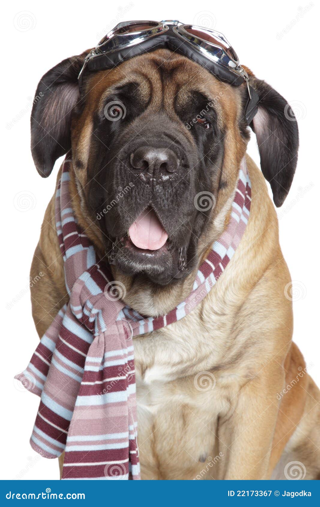 dog motorcycle glasses