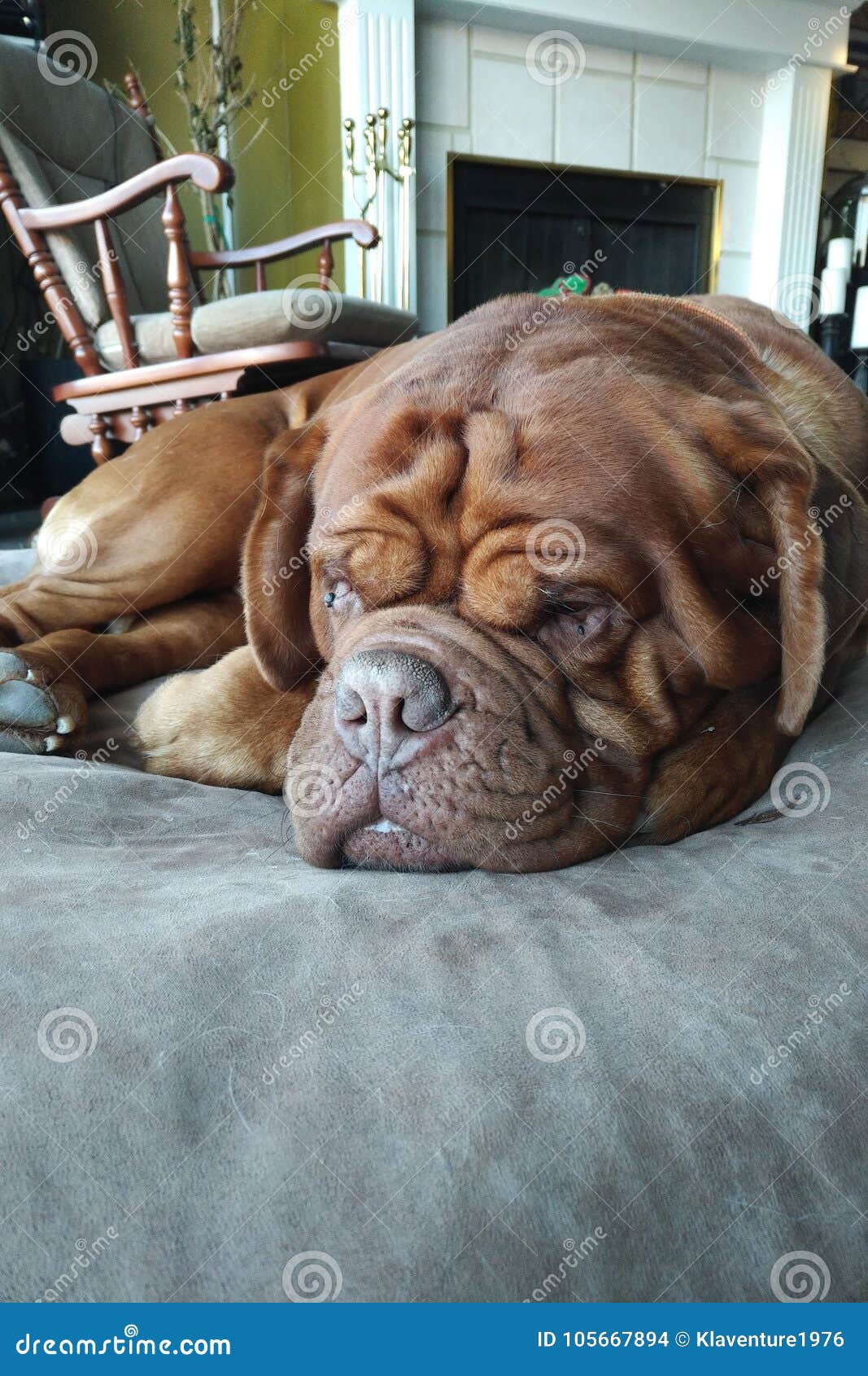 bed mastiff