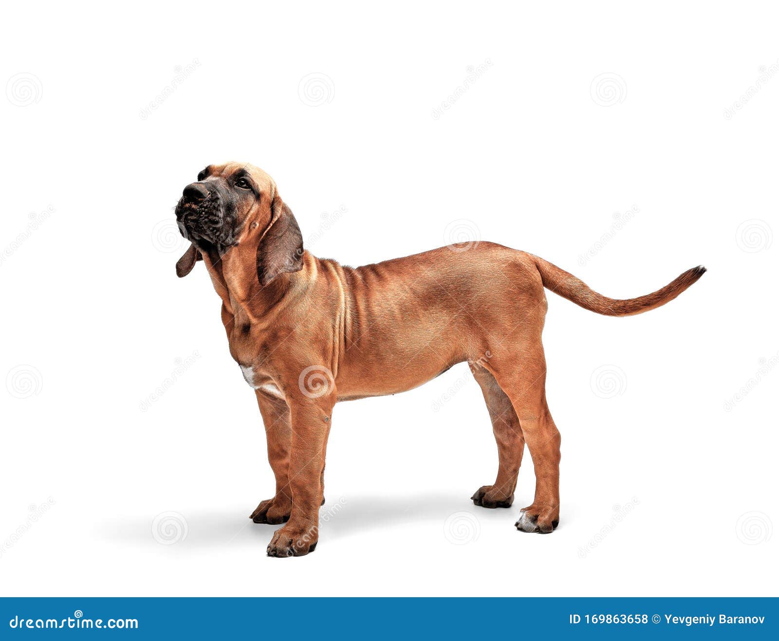 udføre fugtighed Køb Mastiff Puppy Mastiff Brazylijski Znany Również Jako Fila Brasileiro  Szczeniak Na Białym Tle Zdjęcie Stock - Obraz złożonej z przestrzeń,  przyjaciel: 169863658