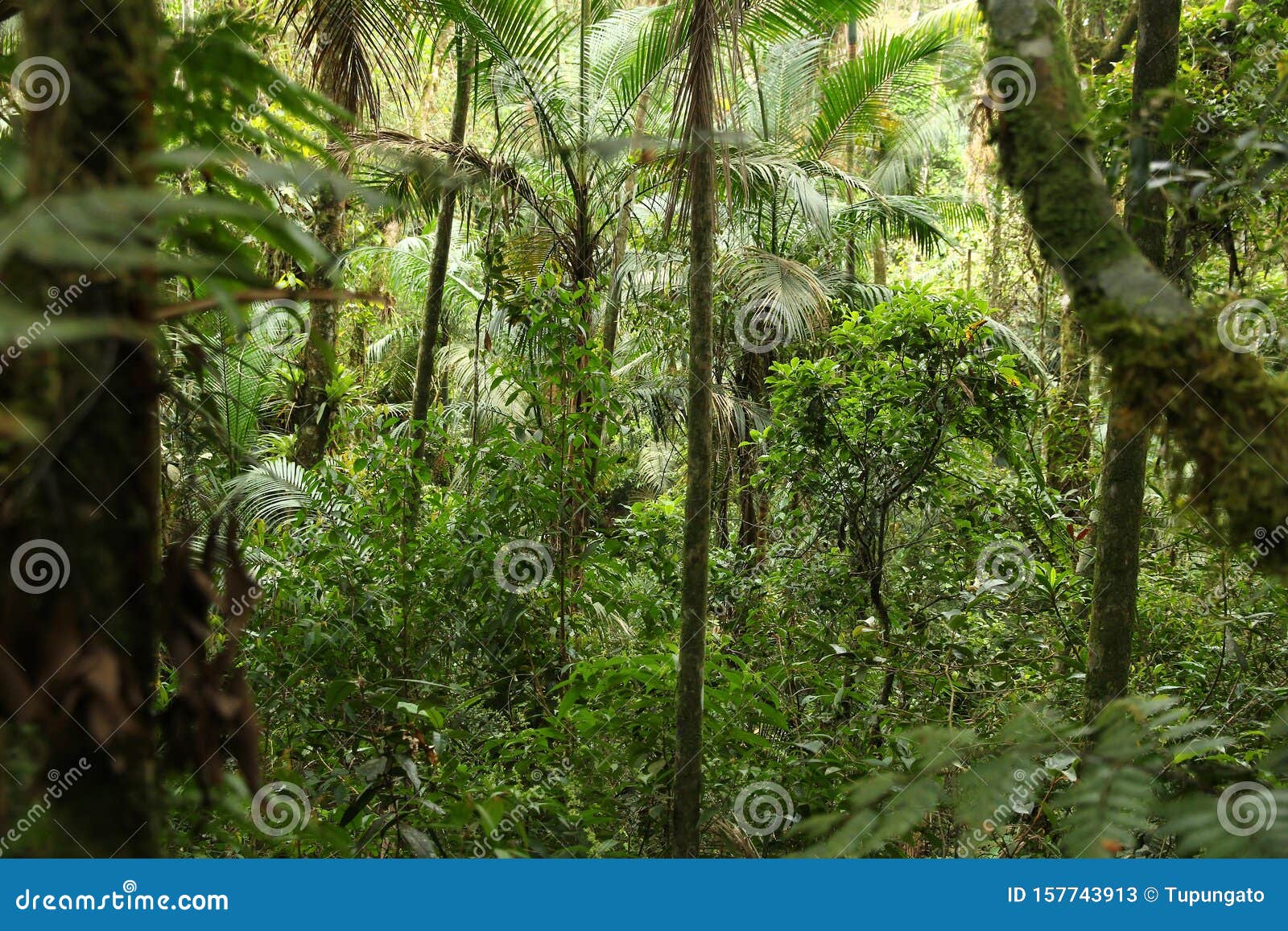 mata atlantica, brazil