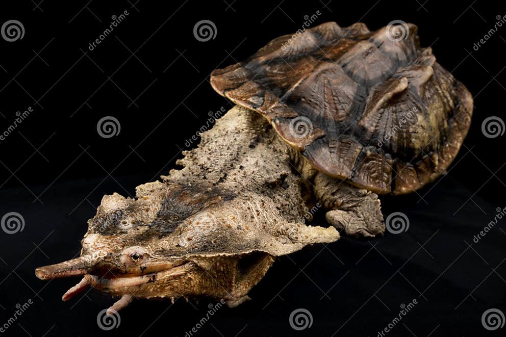 Matamata Chelus fimbriatus stock image. Image of chelus - 253946755