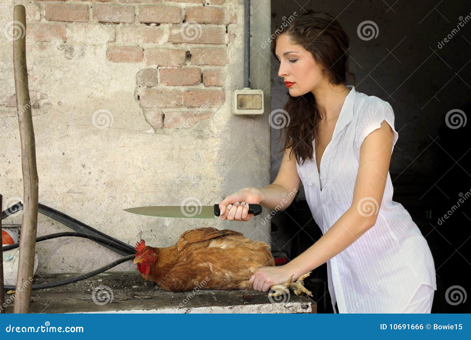 Matanza foto de archivo. Imagen de perfil, animal, granero 10691666