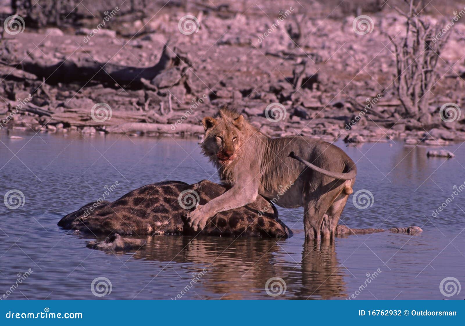 Matanza del león, parque de Etosha, waterhole, Namibia. El orgullo de leones ha matado la jirafa, el introducir del león