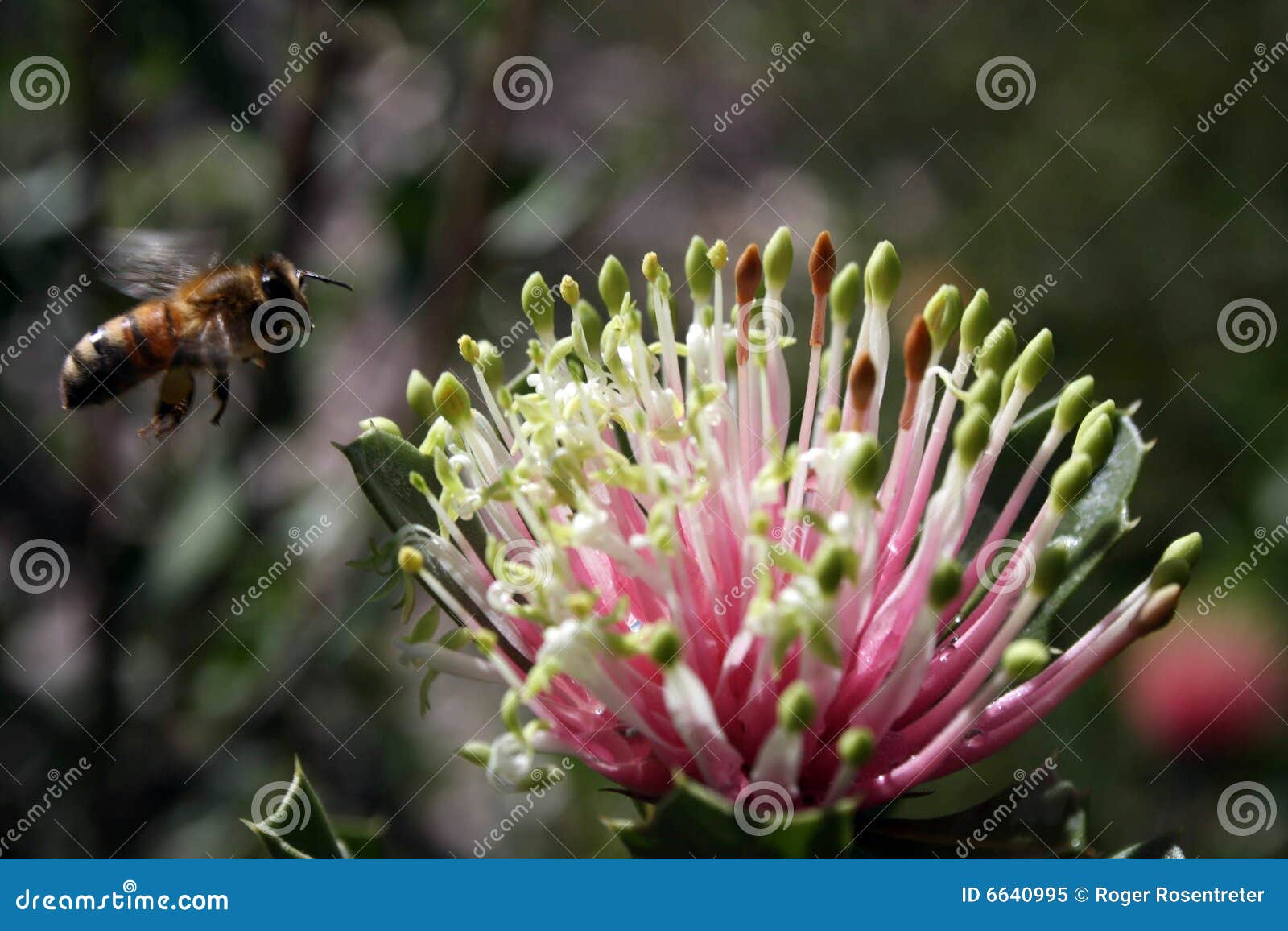 matchstick banksia plus bee
