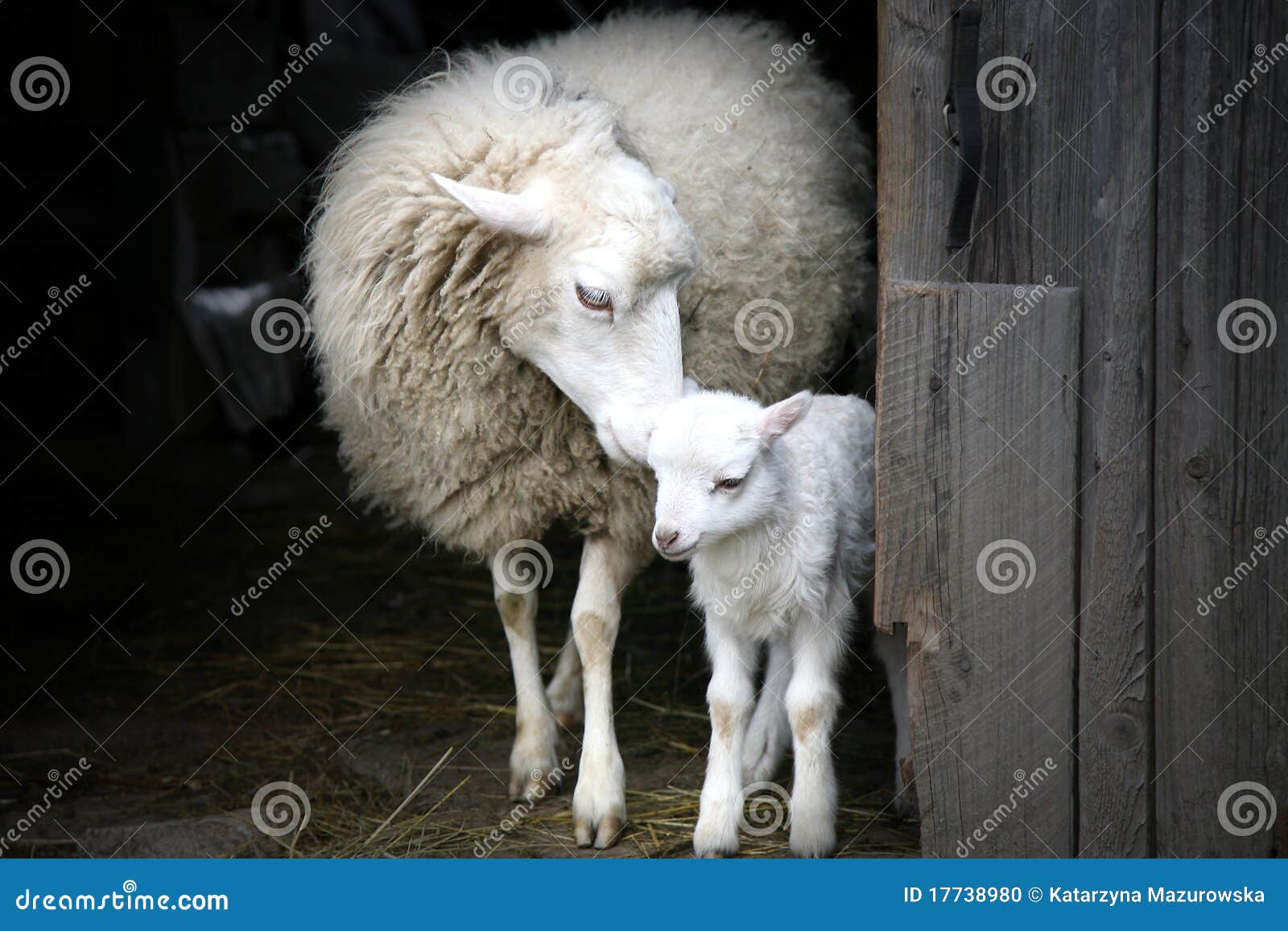 maternal instinct. sheep and lamb.