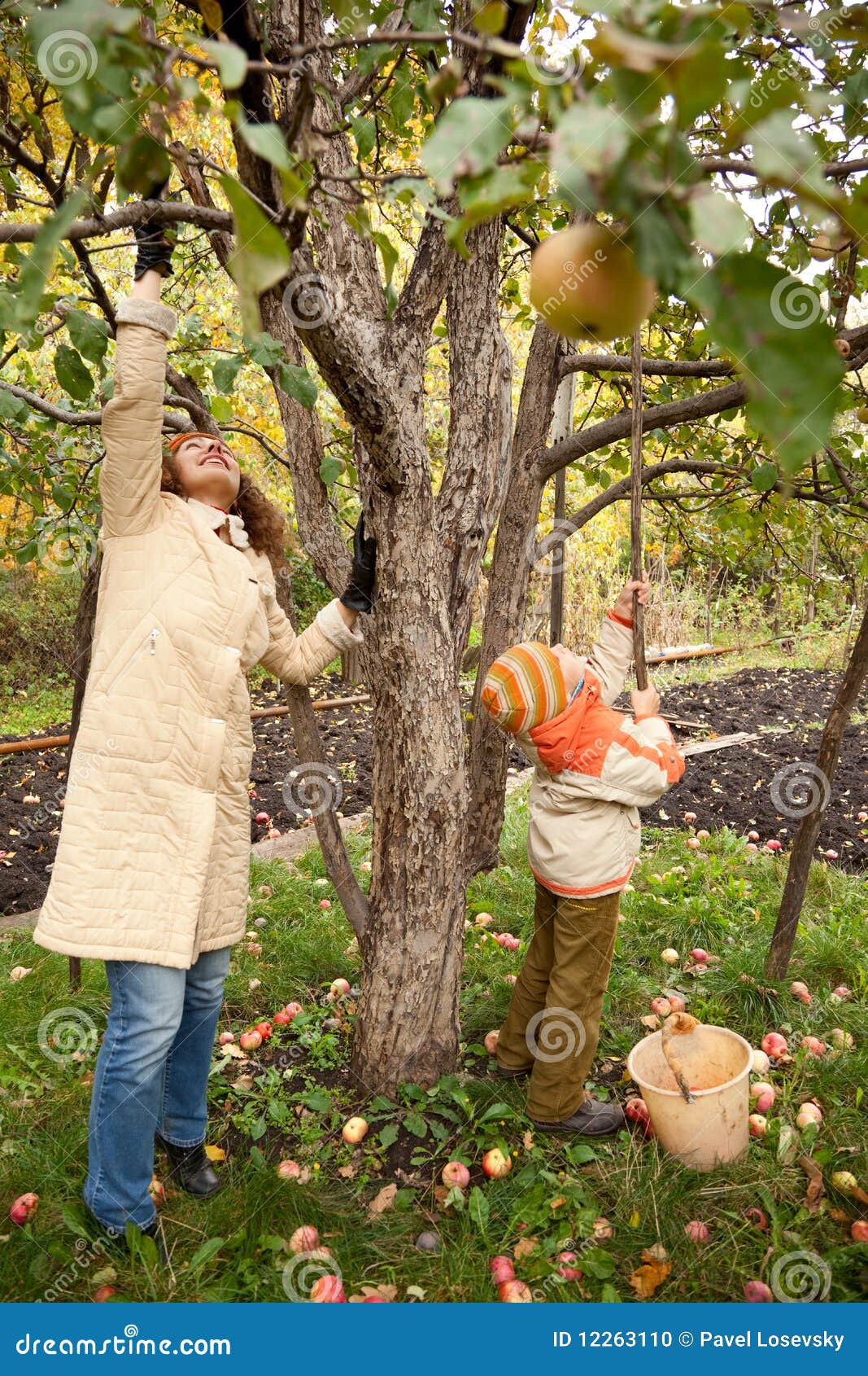 mather and son gather apples in autumnal garden