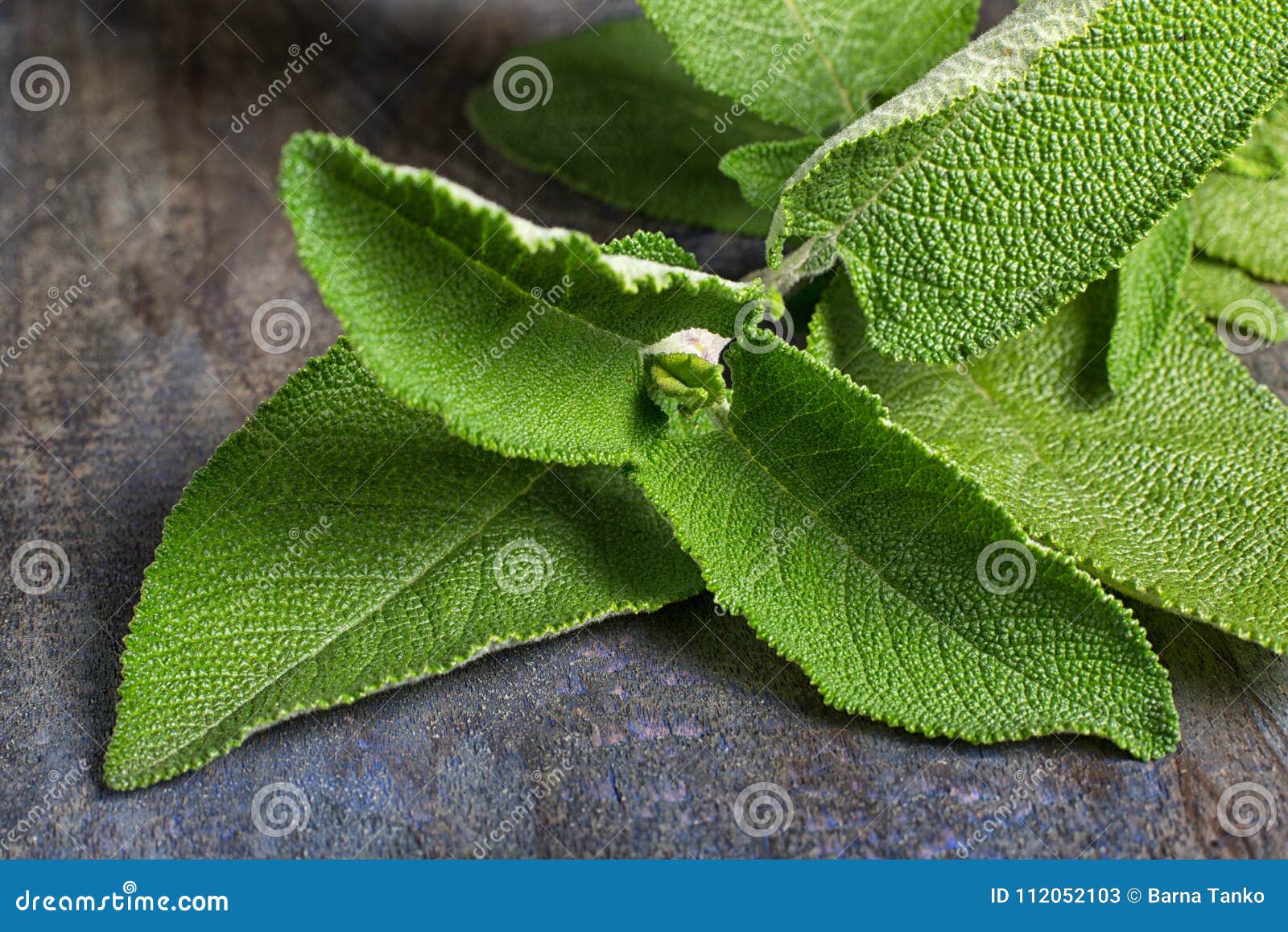 Matico leafs in Ecuador stock image. Image of fresh - 112052103