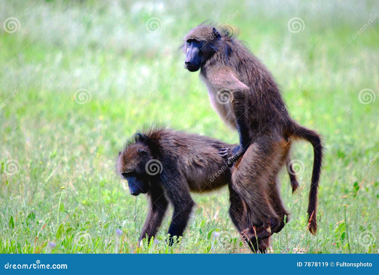mating baboons