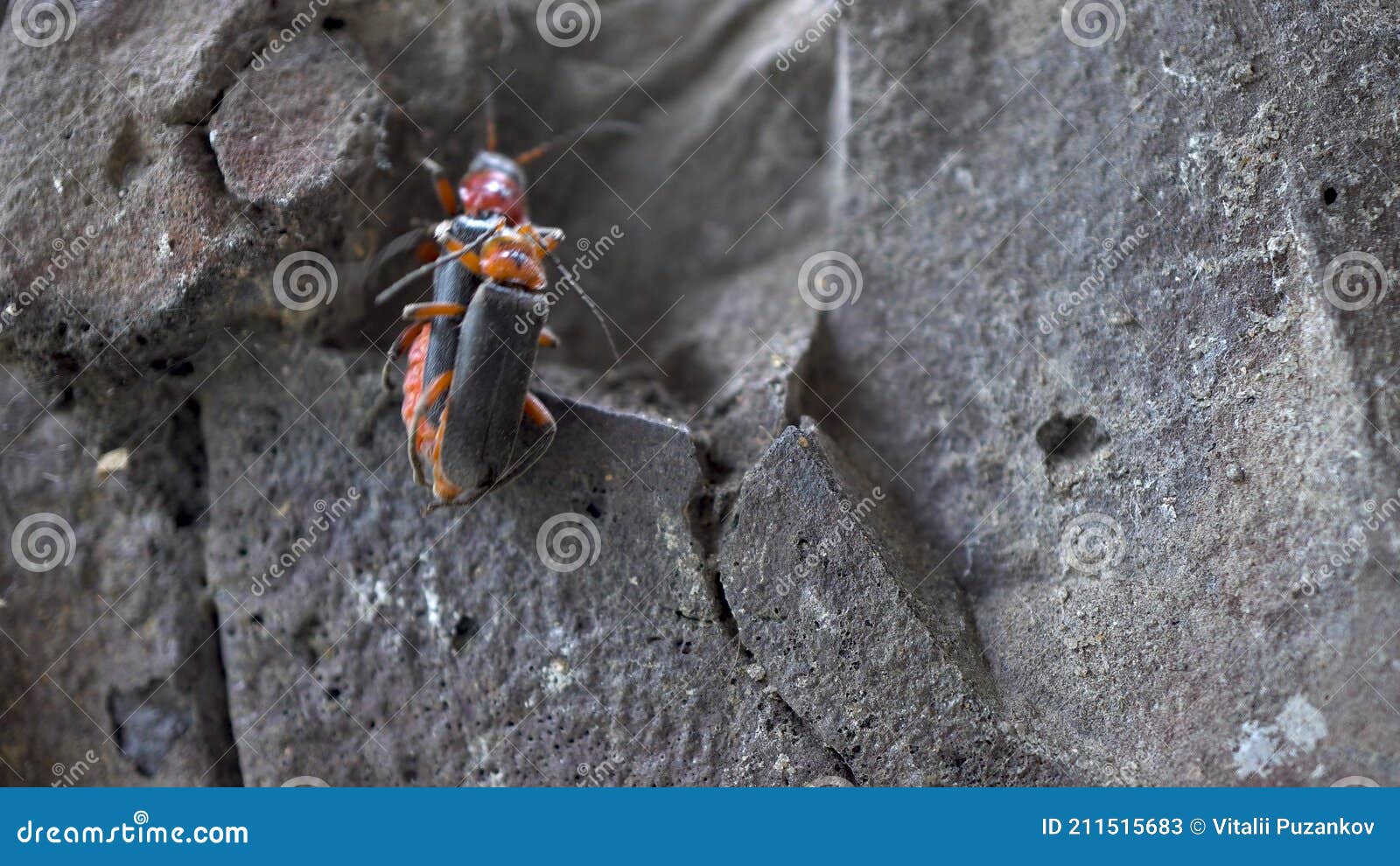 Mating Beetles Cantharis Rustica Two Beetles Have Sex Continuation Of The Offspring Macro