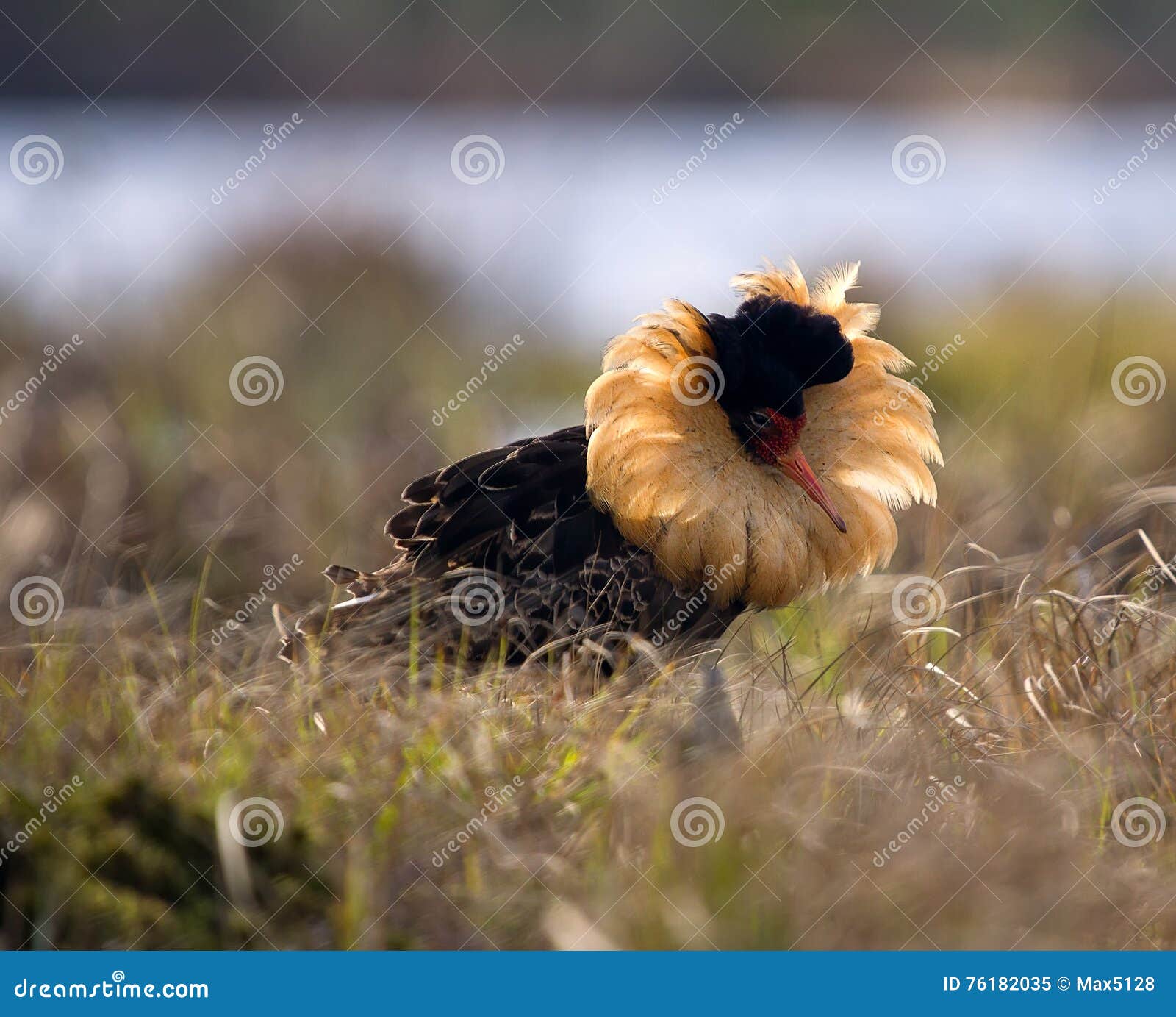 Mating Behaviour. Male Ruffs are in State of Self-advertising Stock Image - Image of collars, behaviour: 76182035 Mating Behaviour. Male Ruffs are in State of Self-advertising Stock Image - Image of collars, behaviour: 76182035