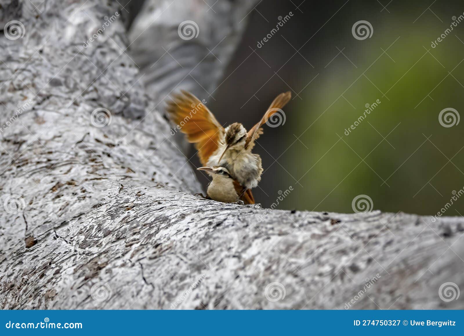 couple of narrow-billed woodcreeper mating on a grey tree trunk, biribiri state park, minas gerais, brazil
