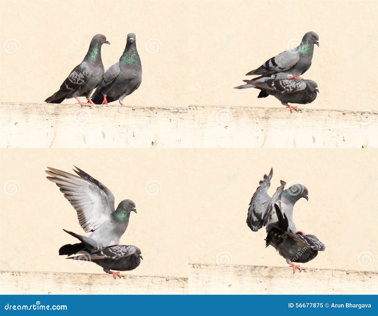 Male and Female Dove Mate on the Ledge of a Wall Stock Image Image of