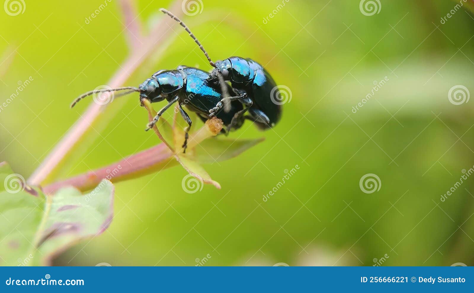 Mating Of Blue Milkweed Beetle Insect Stock Image Image Of Yellow Green 256666221