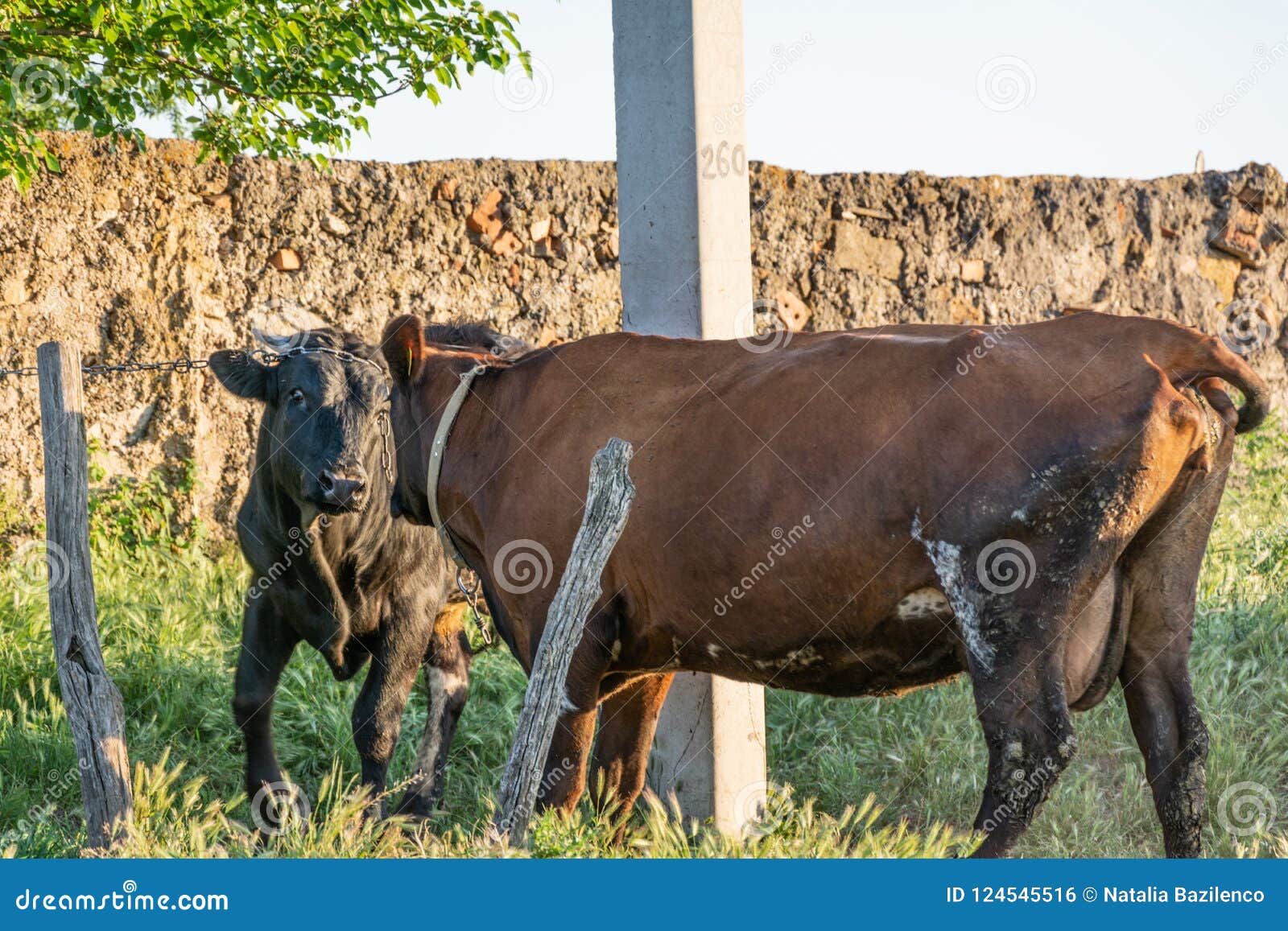 1300px x 957px - Bull Cow Sex Stock Photos - Download 21 Royalty Free Photos