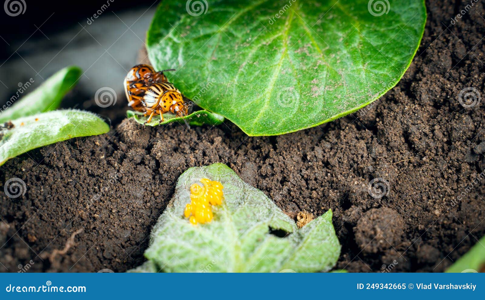 Mating Colorado Potato Beetles on a Potato Leaf. Oviposition of Potato
