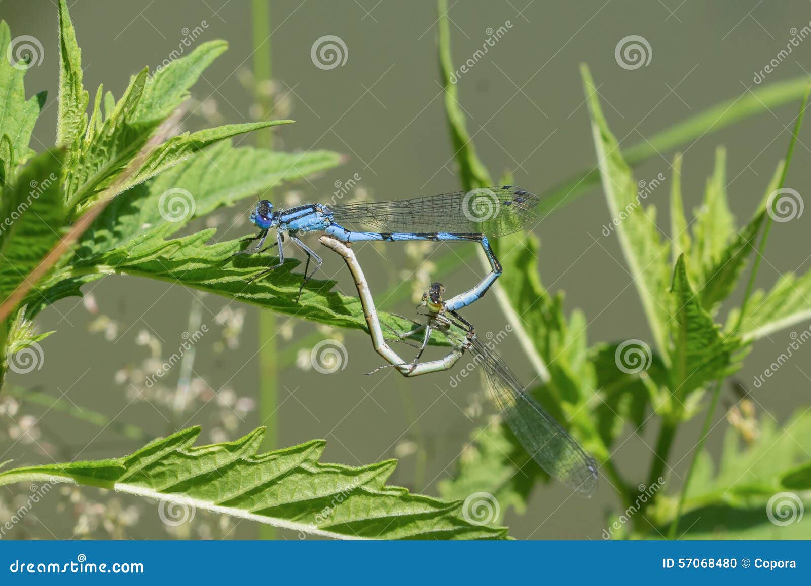 Blue mating dragonflies sitting in the grass near a pond