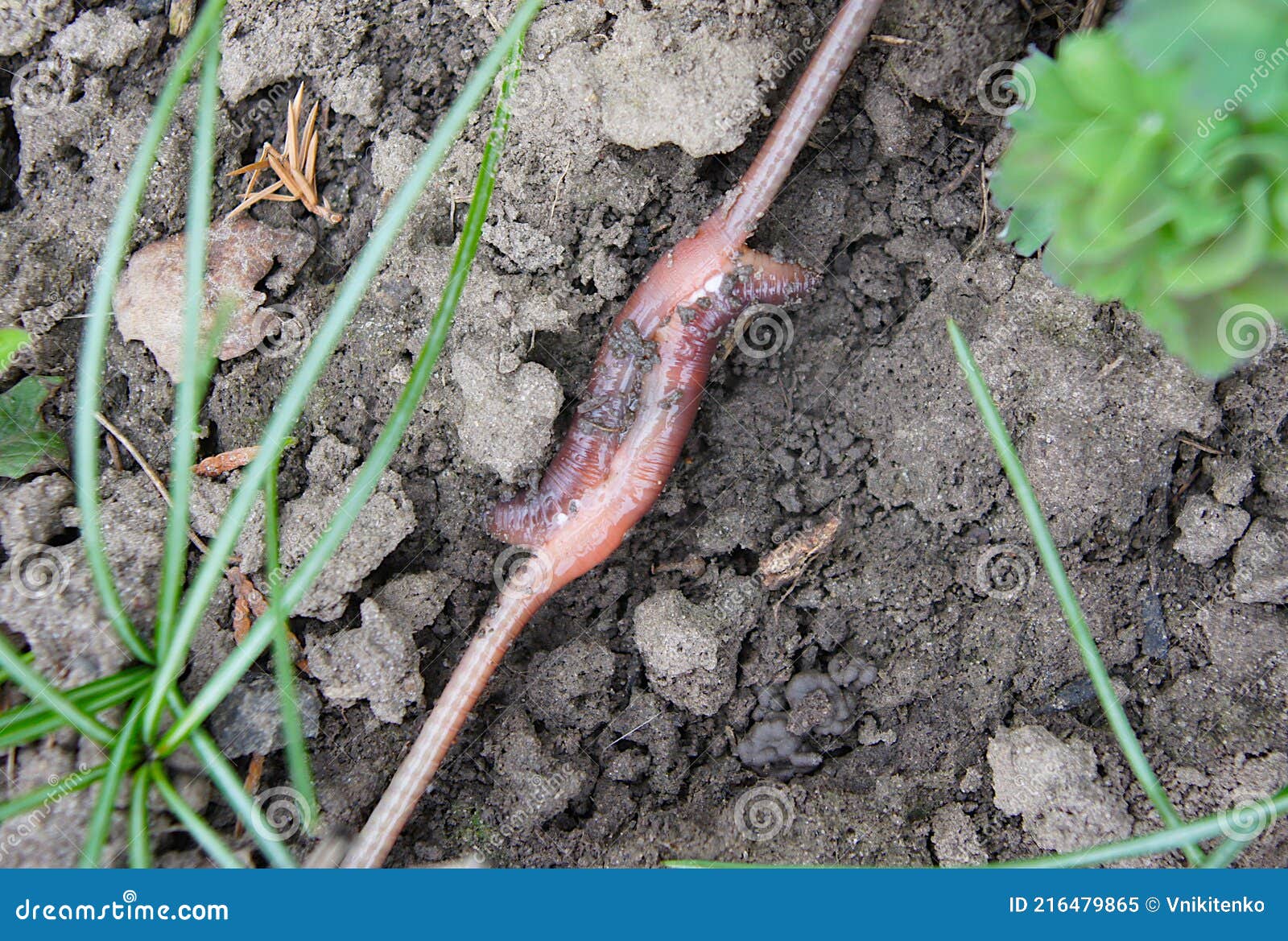 Mating of Earthworms Lumbricus Terrestris Stock Image - Image of