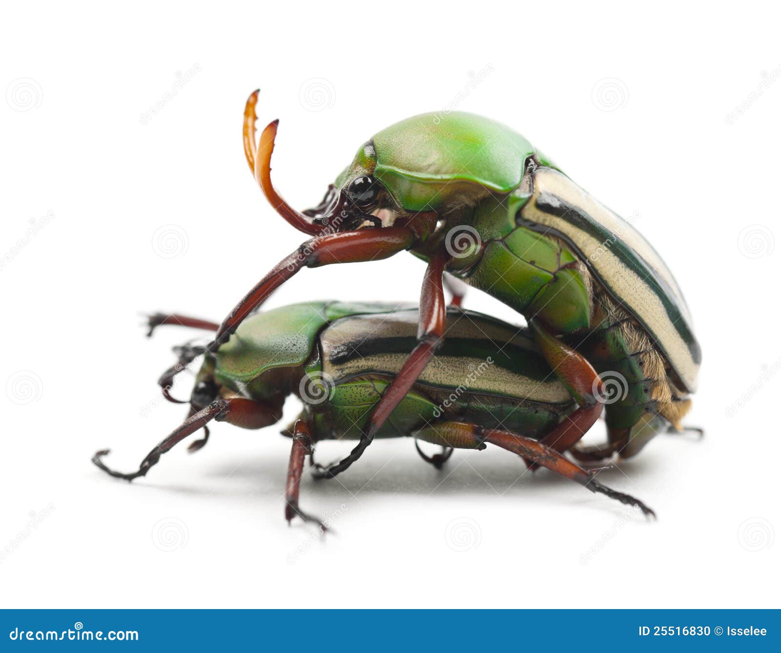 mating flamboyant flower beetles