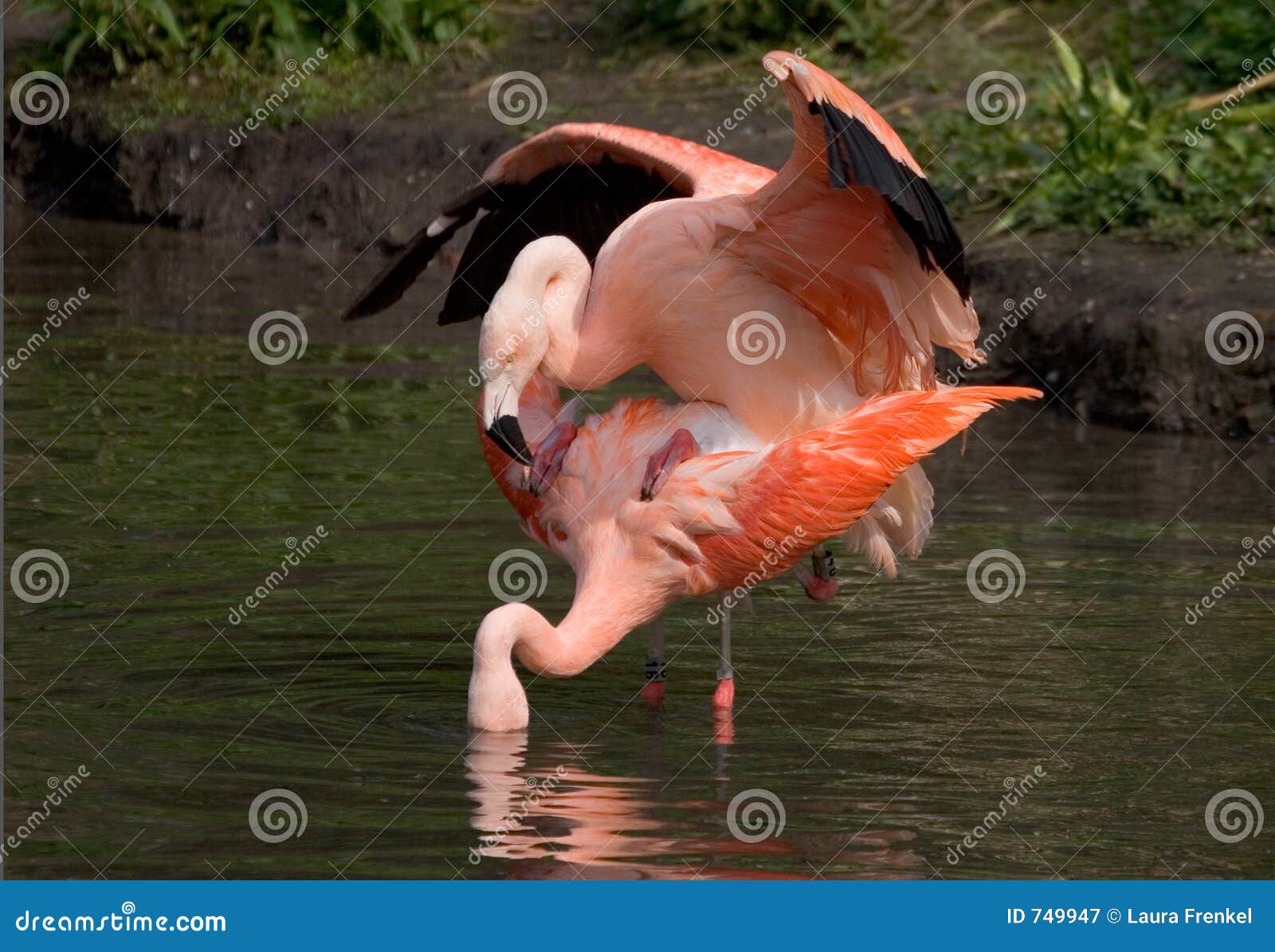 Flamingo Sex 100