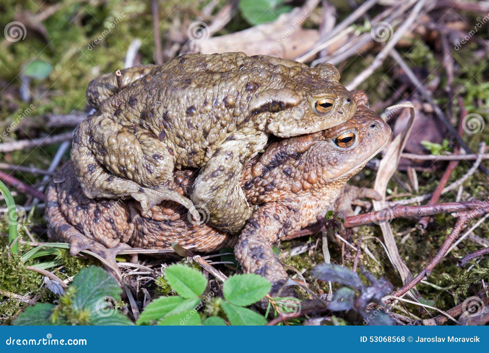 Mating frogs stock photo. Image of frog, animal, mating 53068568