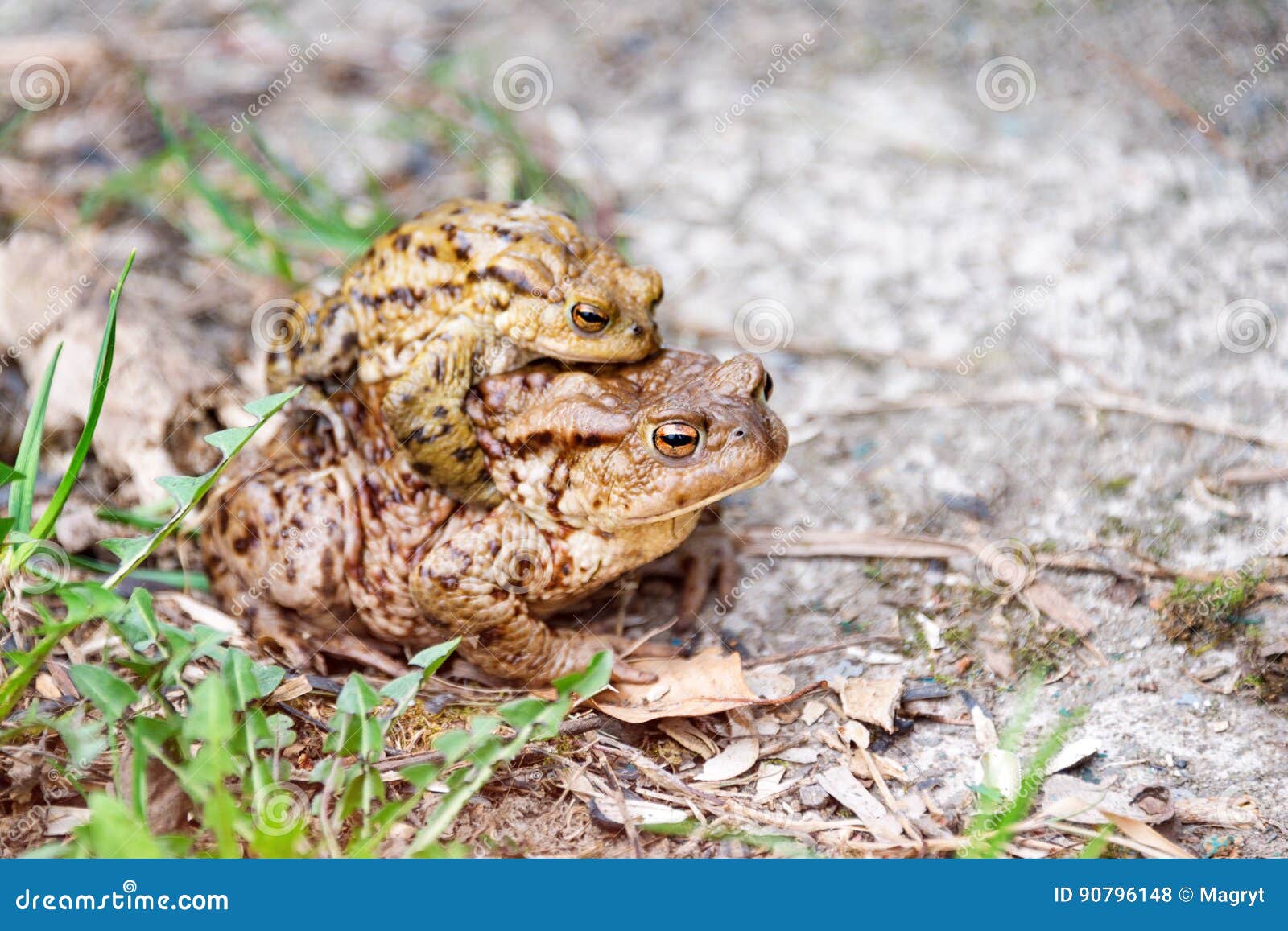 Mating Frogs in the Lake. Pair of Brown Common Toads. Stock Photo