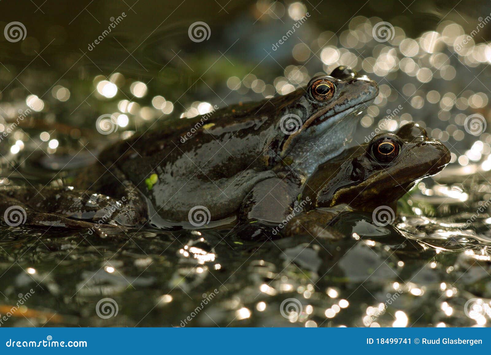 Mating frogs in the water stock image. Image of spawn 18499741