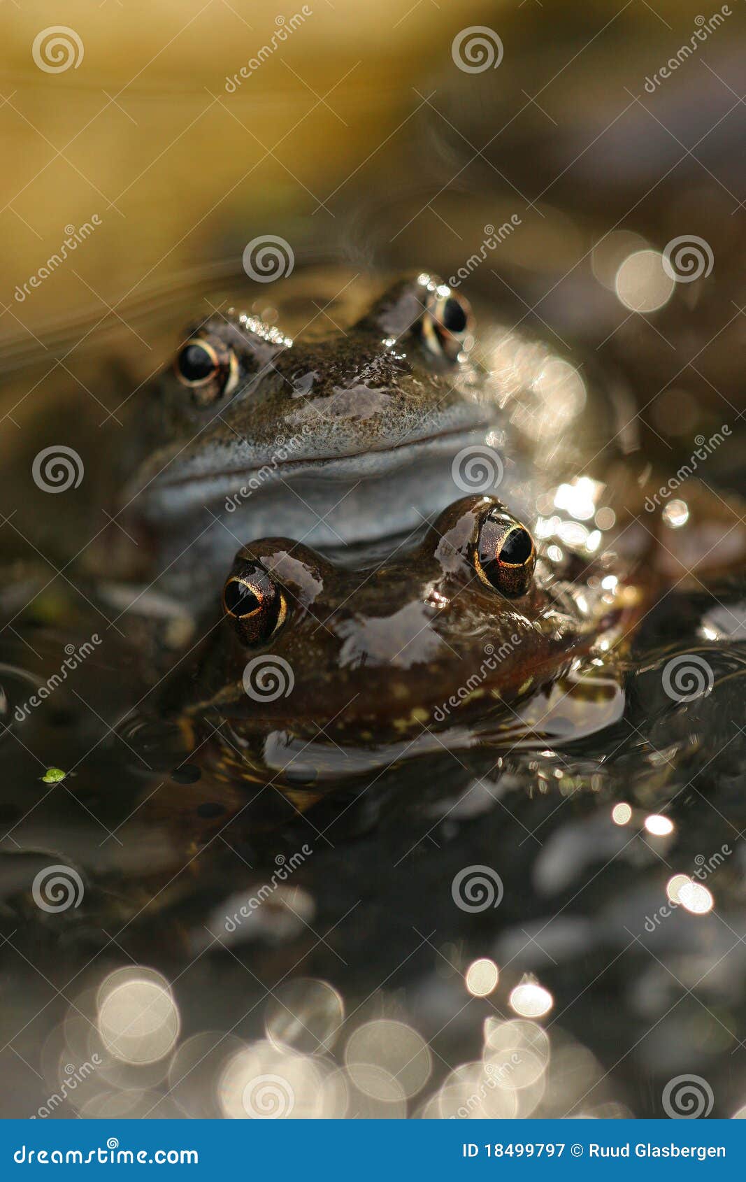 Mating frogs in the water stock image. Image of spring 18499797