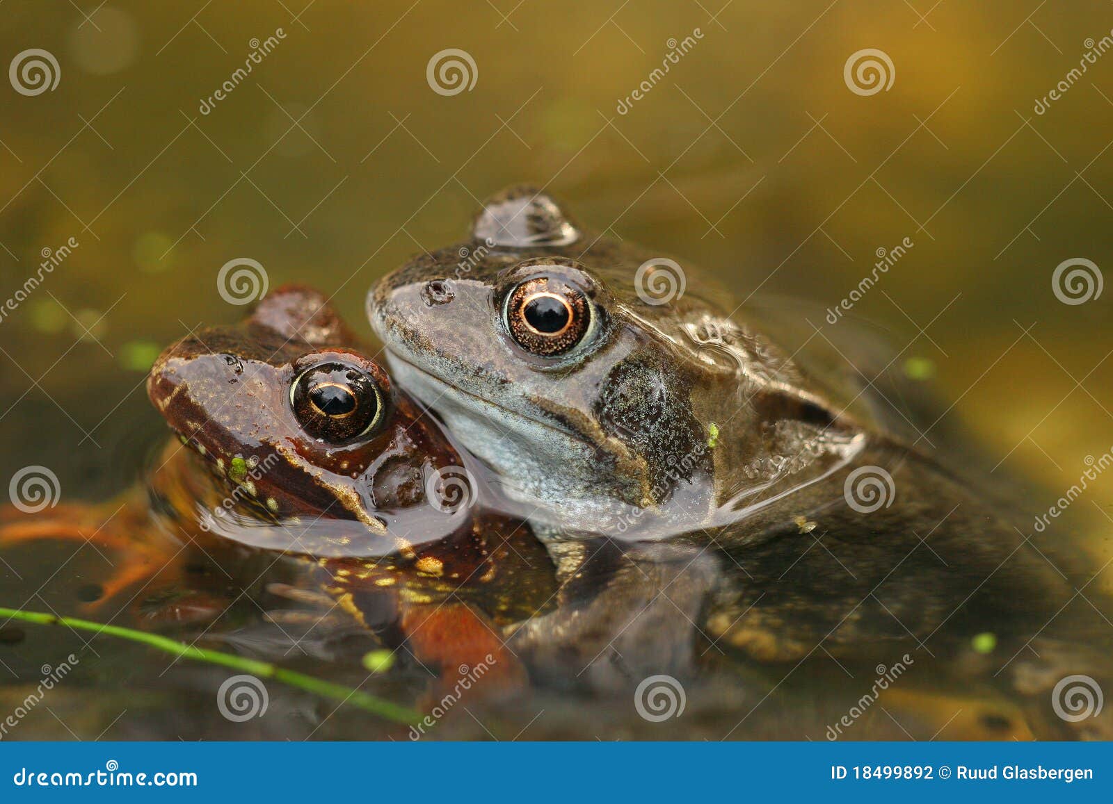 Mating frogs in the water stock photo. Image of garden 18499892