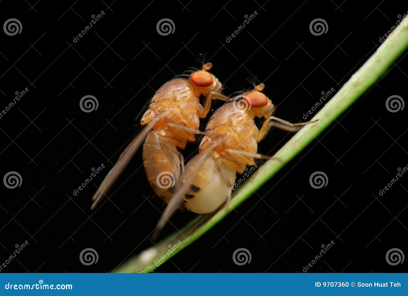 mating fruit flies