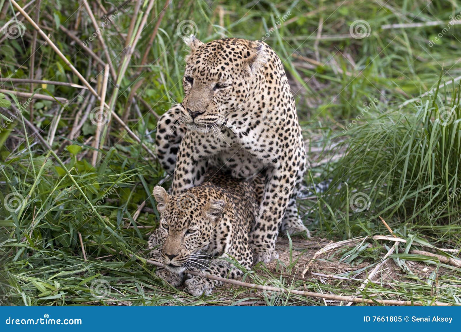 Mating leopards stock image. Image of close, hunter, animal 7661805