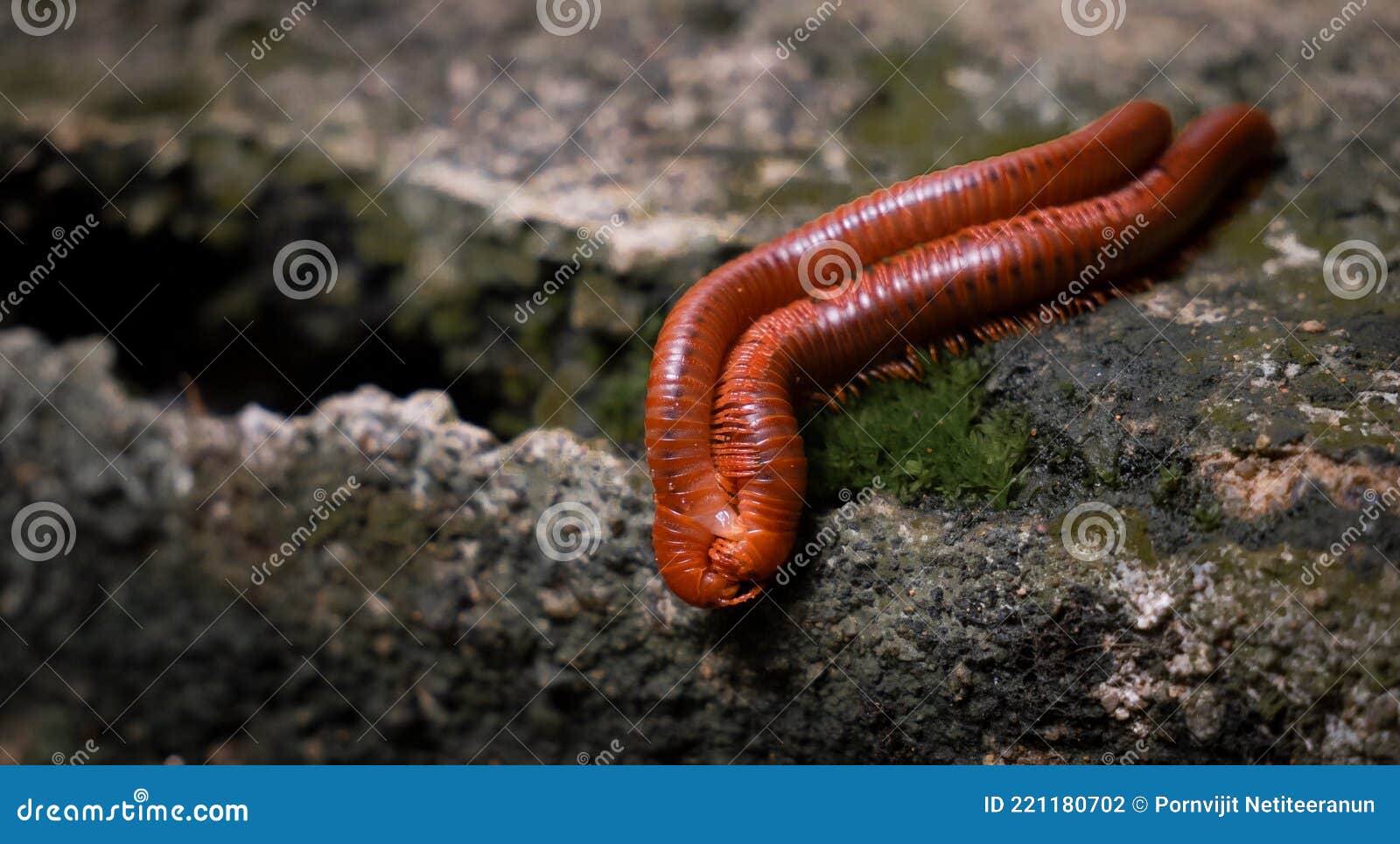 Mating of Millipedes on Cement Wall during the Breeding Stock Photo