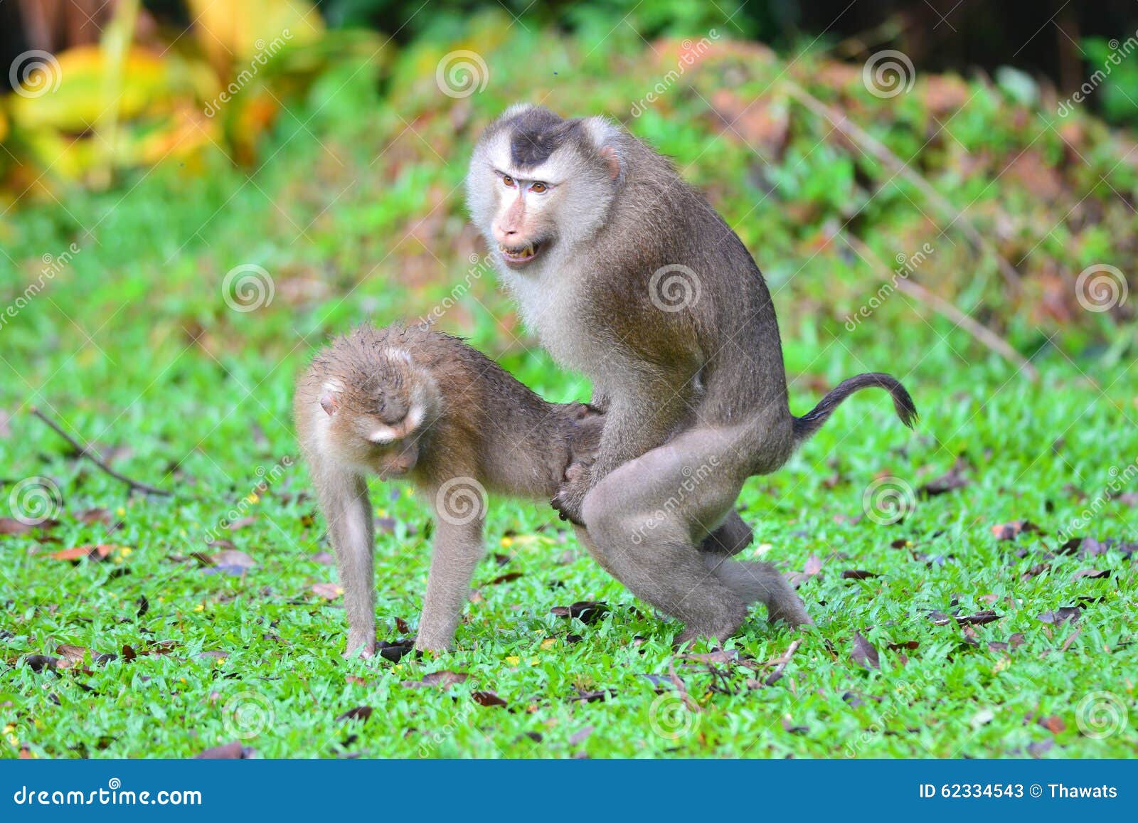 mating a monkey