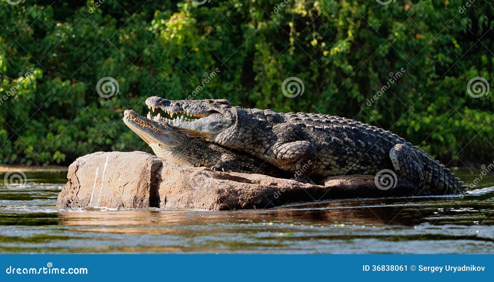 Mating Nile Crocodiles Crocodylus Niloticus Stock Image Image 36838061