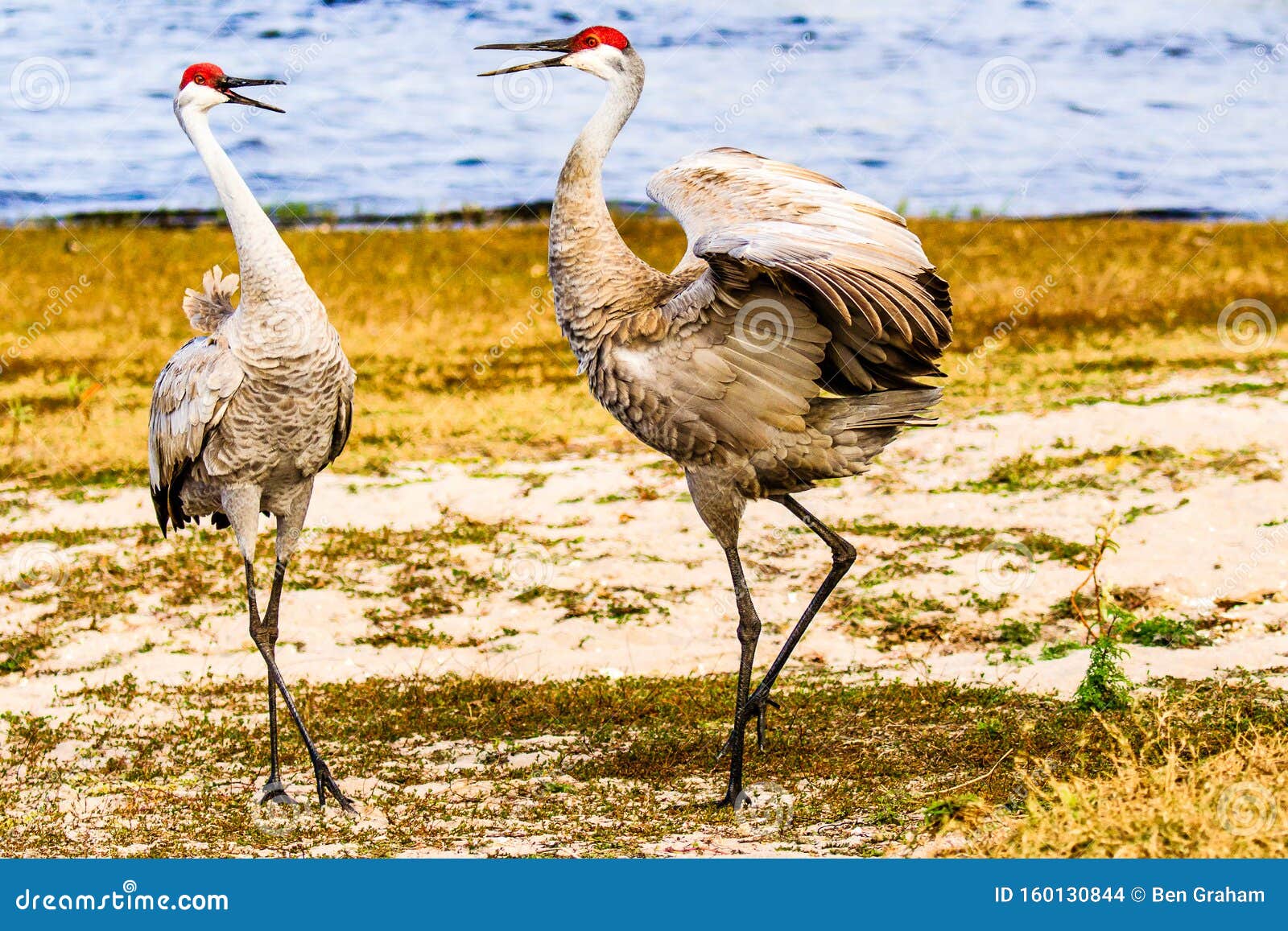 mating pair dance of sandhill cranes