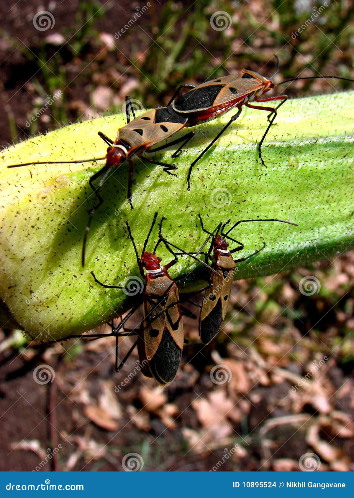 Mating Parasites stock photo. Image of farms, agriculture 10895524
