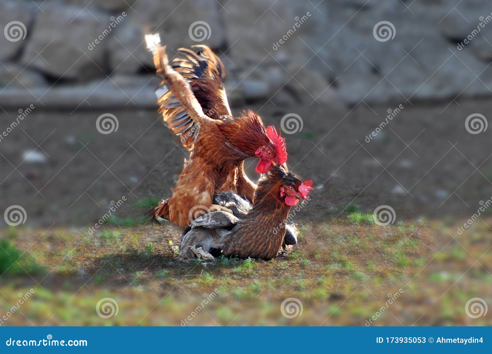 Mating poultry stock image. Image of chicken, mating 173935053