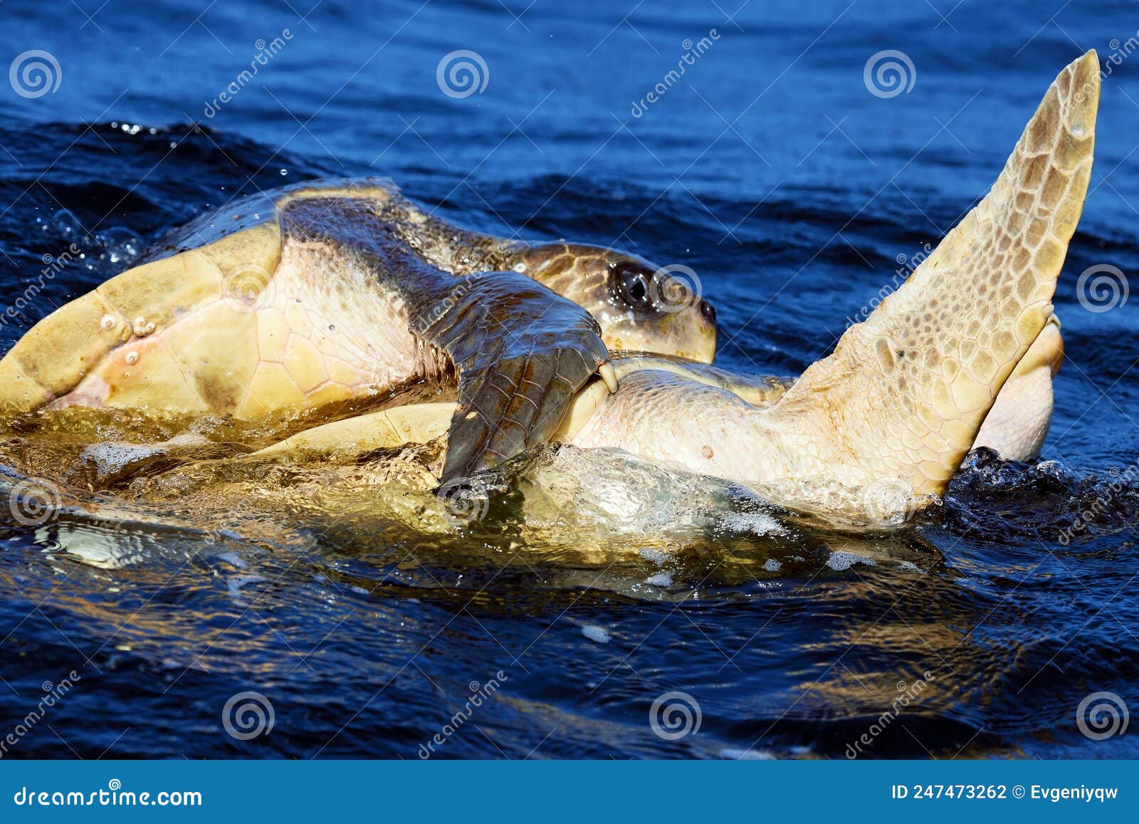 mating of sea turtles in the open ocean. olive ridley sea turtles or lepidochelys olivacea during the mating games. the