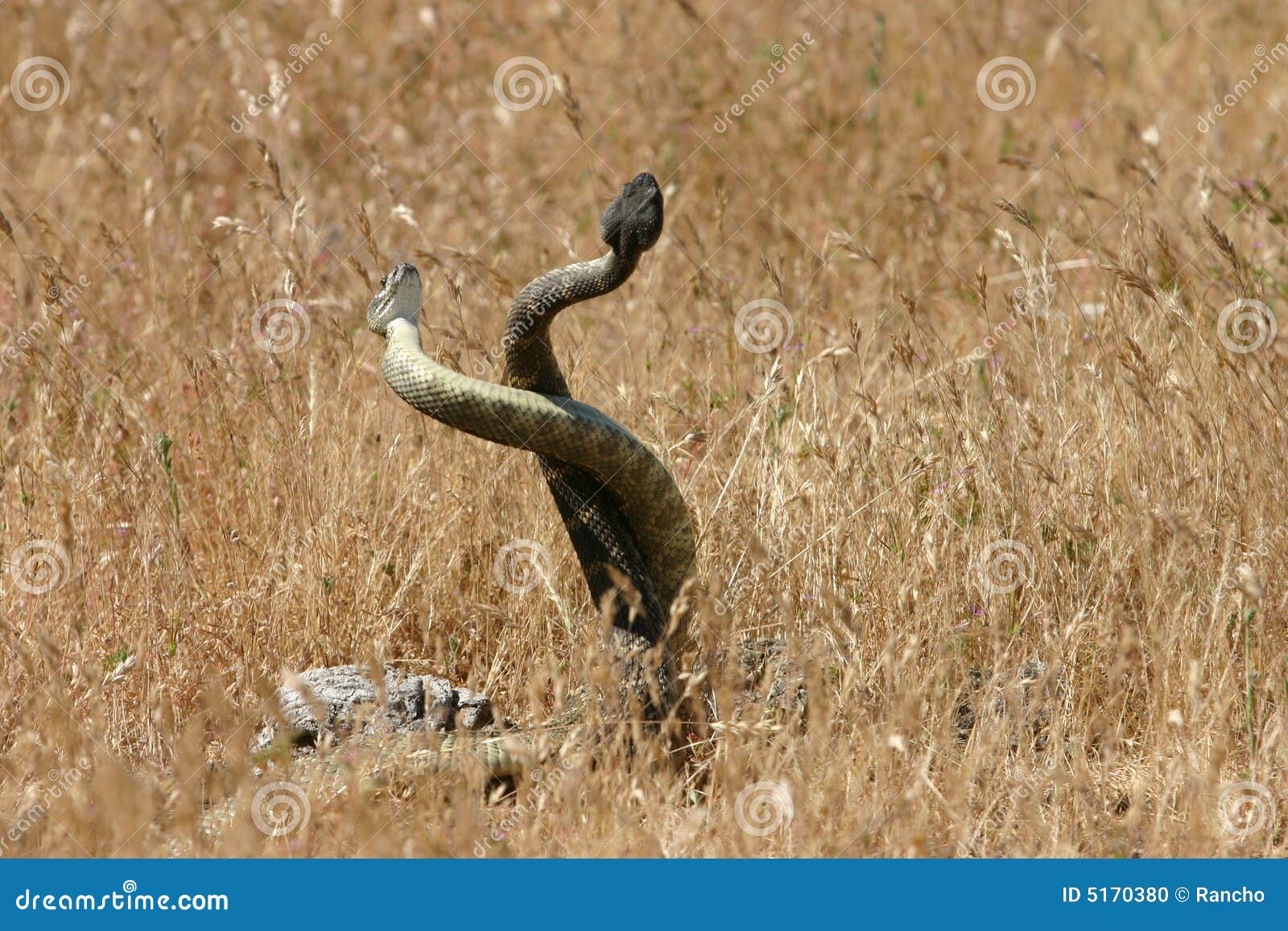Mating Snakes stock photo. Image of grasslands, nature 5170380
