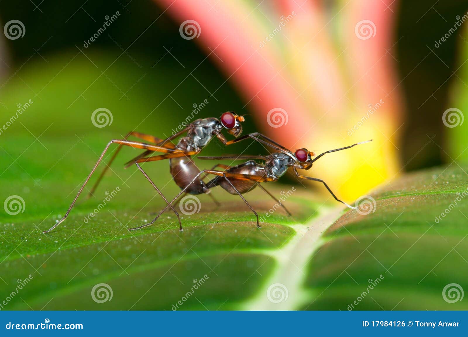 Mating Stilt Legged Flies stock photo. Image of detail 17984126