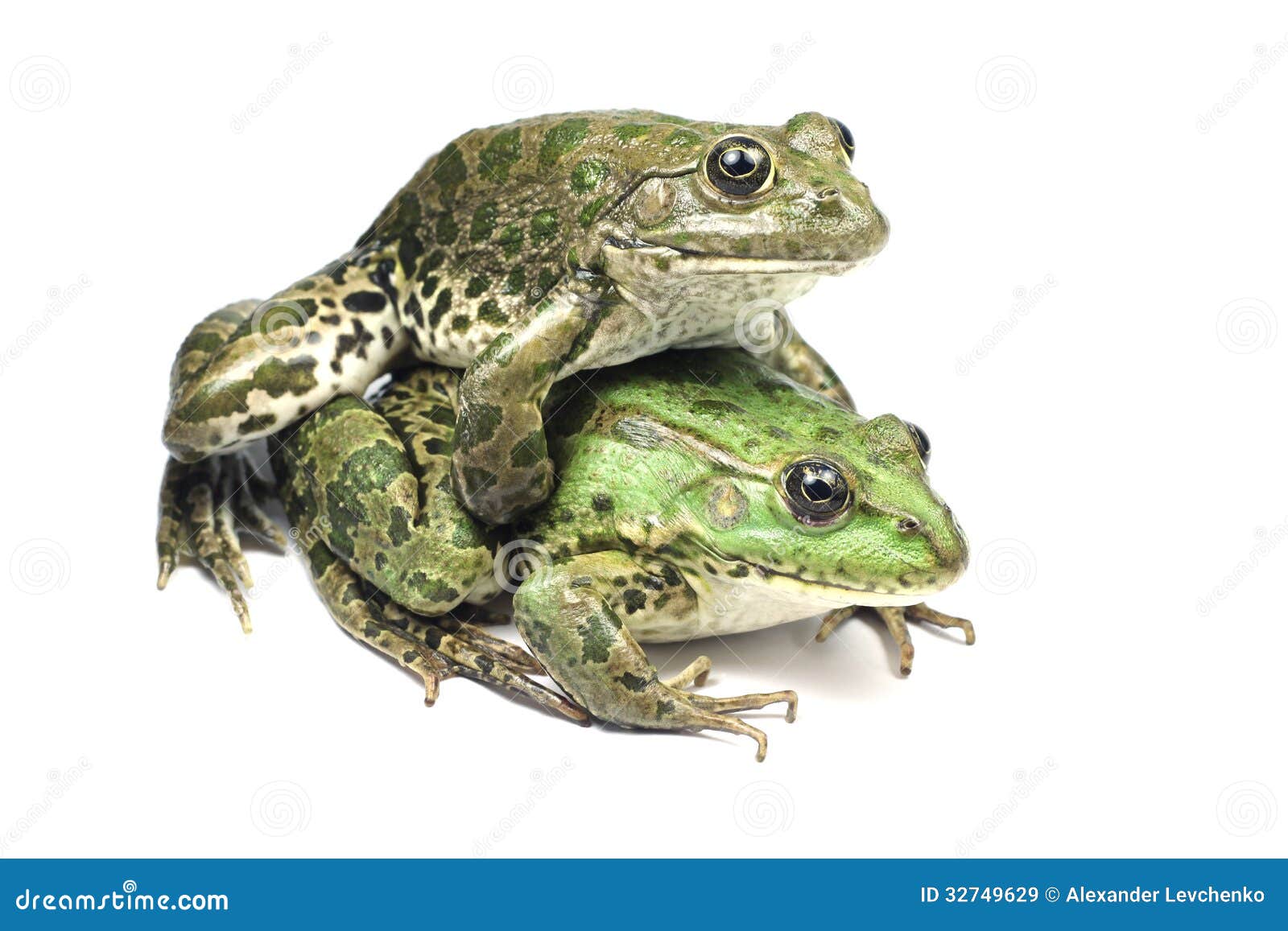 Mating of two frogs stock image. Image of brown, amphibians 32749629