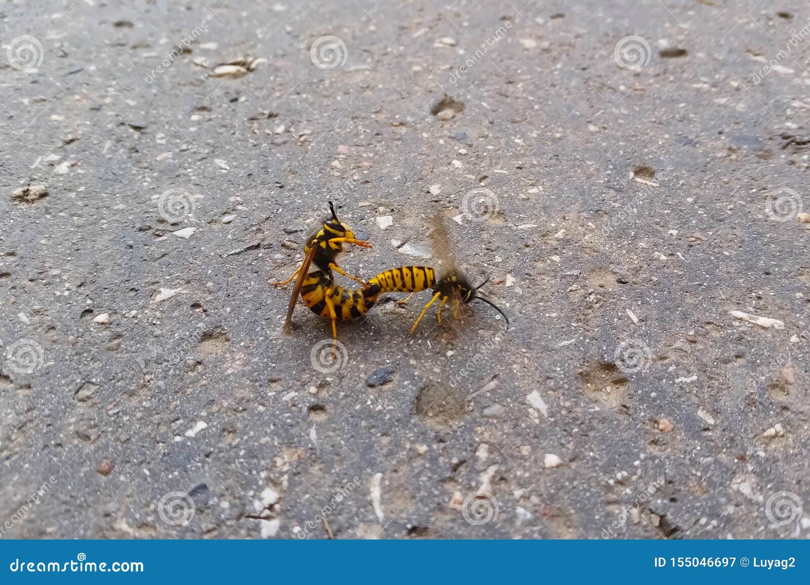 Mating Wasps Reproduction Of Insects Stock Image Image Of Black Natural 155046697