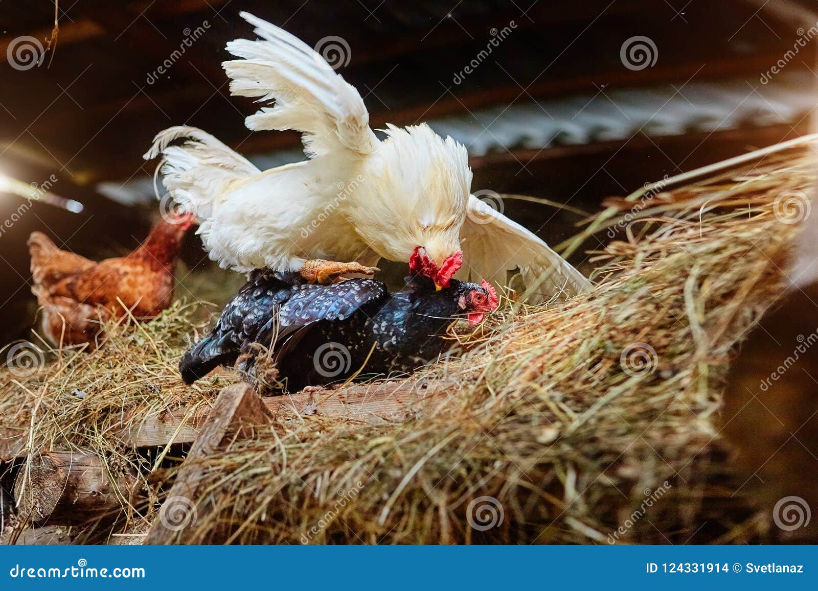 Mating of White Rooster and Black Hen Stock Photo Image of food