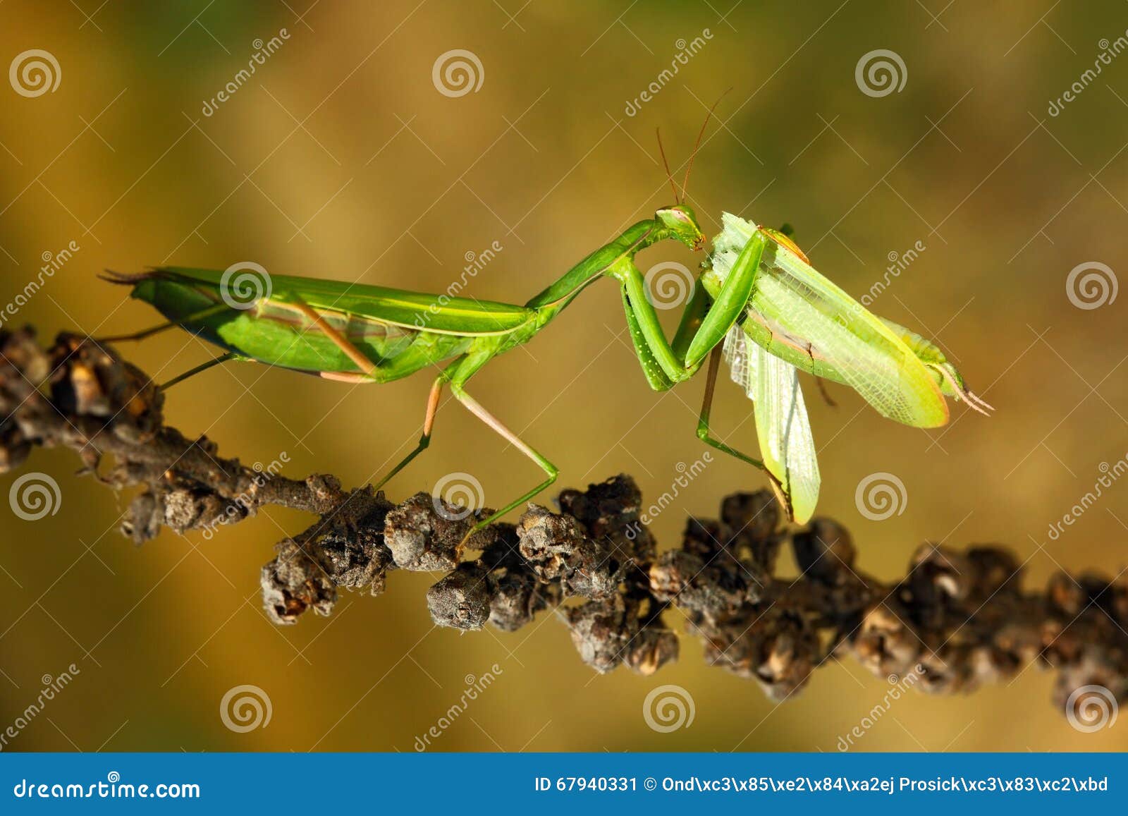 matins eating mantis, two green insect praying mantis on flower, mantis religiosa, action scene, czech republic