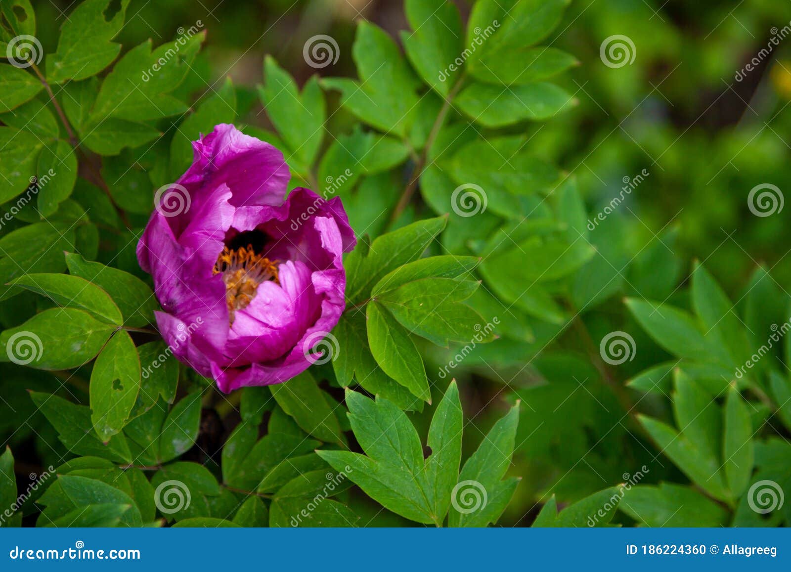 Mato De Peões No Jardim. Lindos Botões Cor-de-rosa Escuros Das Flores De  Verão. Cor De Peony Flor Bordeaux Foto de Stock - Imagem de nave,  florescer: 186224360