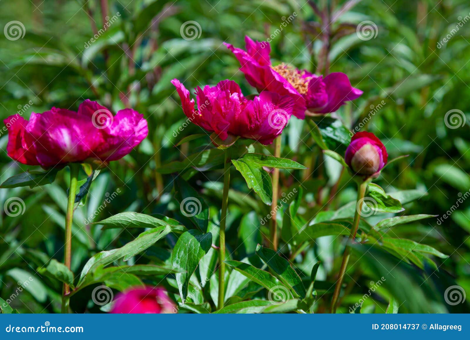 Mato De Peões No Jardim. Lindos Botões Cor-de-rosa Escuros Das Flores De  Verão. Cor De Peony Flor Bordeaux Foto de Stock - Imagem de nave,  florescer: 186224360