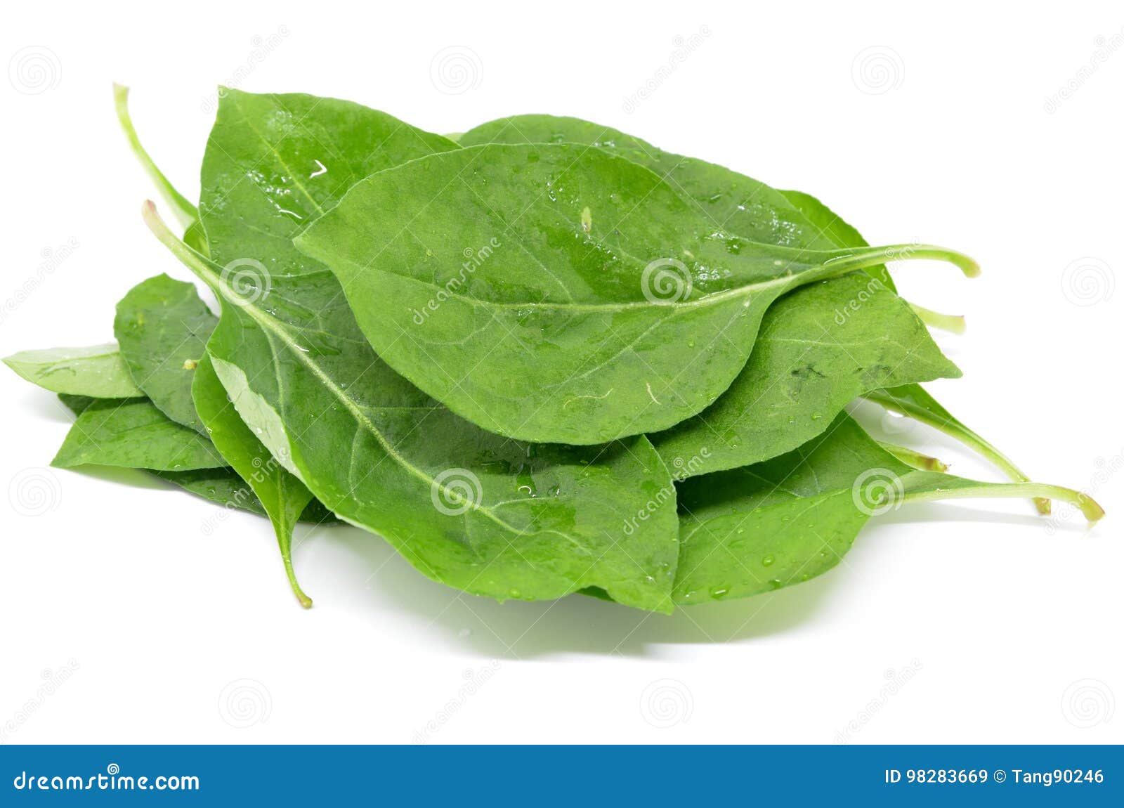 matrimony vine leaf