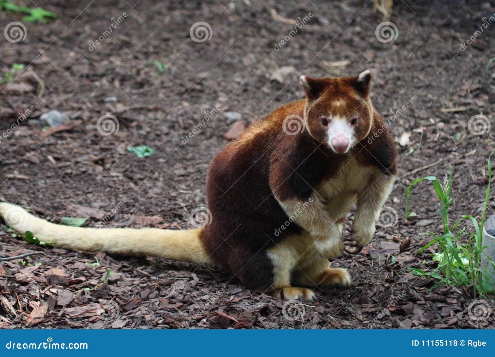 Tree kangaroo In Taronga Zoo Syndey Australia Royalty Free Stock tree-kangaroo-in-taronga-zoo-syndey-australia-royalty-free-stock