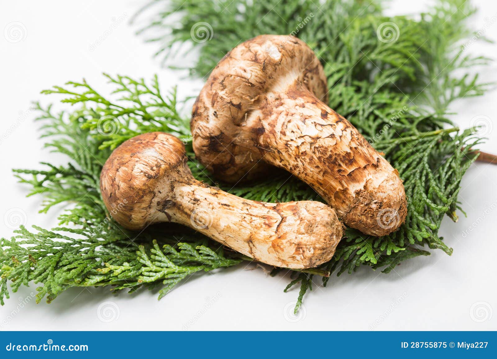 Matsutake mushroom stock image. Image of fresh, organic 28755875